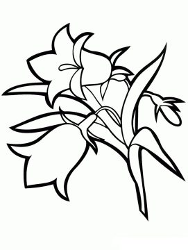 Desenho de Flor campânula para Colorir Imprimível