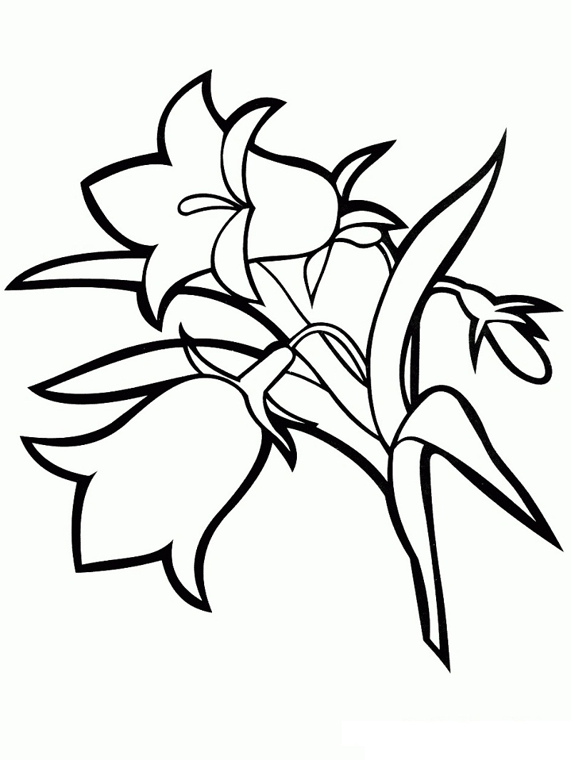 Desenho de Flor Campânula para Colorir Imprimivel