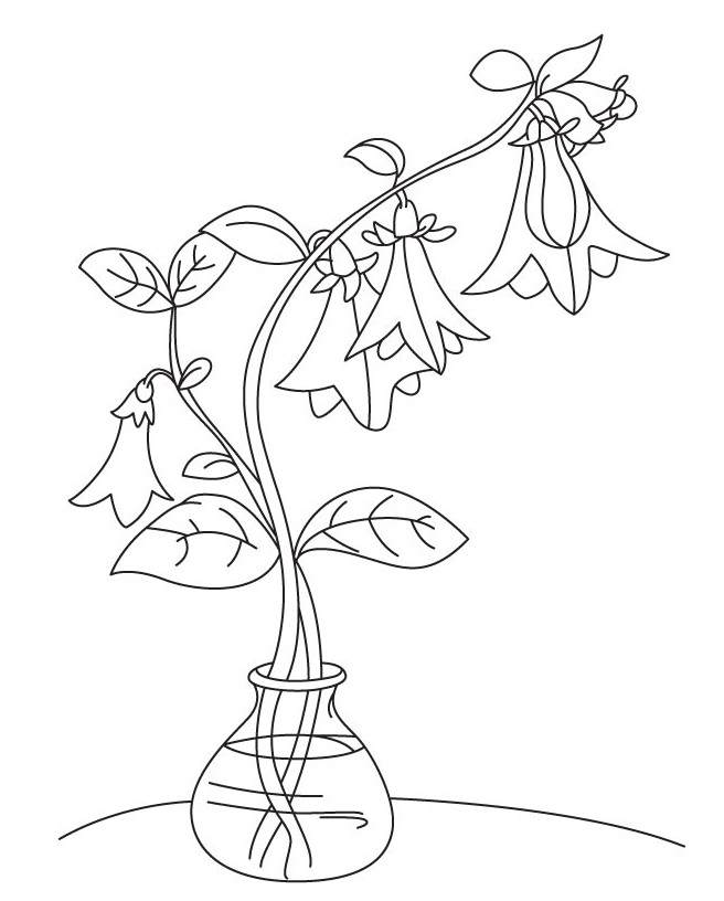 Desenho de Flores de Campânula Download para Imprimir e Colorir