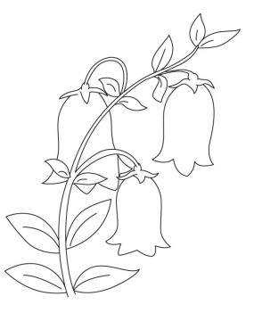 Desenho de Flores de campânula Imprimível para Imprimir e Colorir