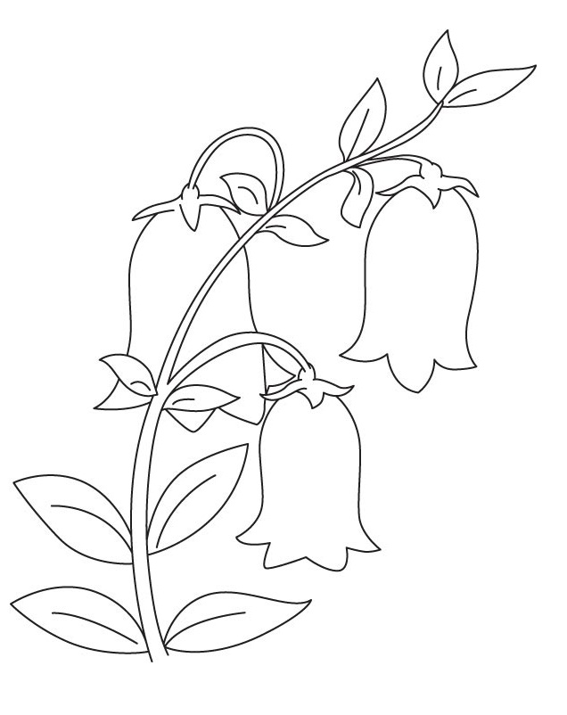 Desenho de Flores de Campânula Imprimivel para Imprimir e Colorir