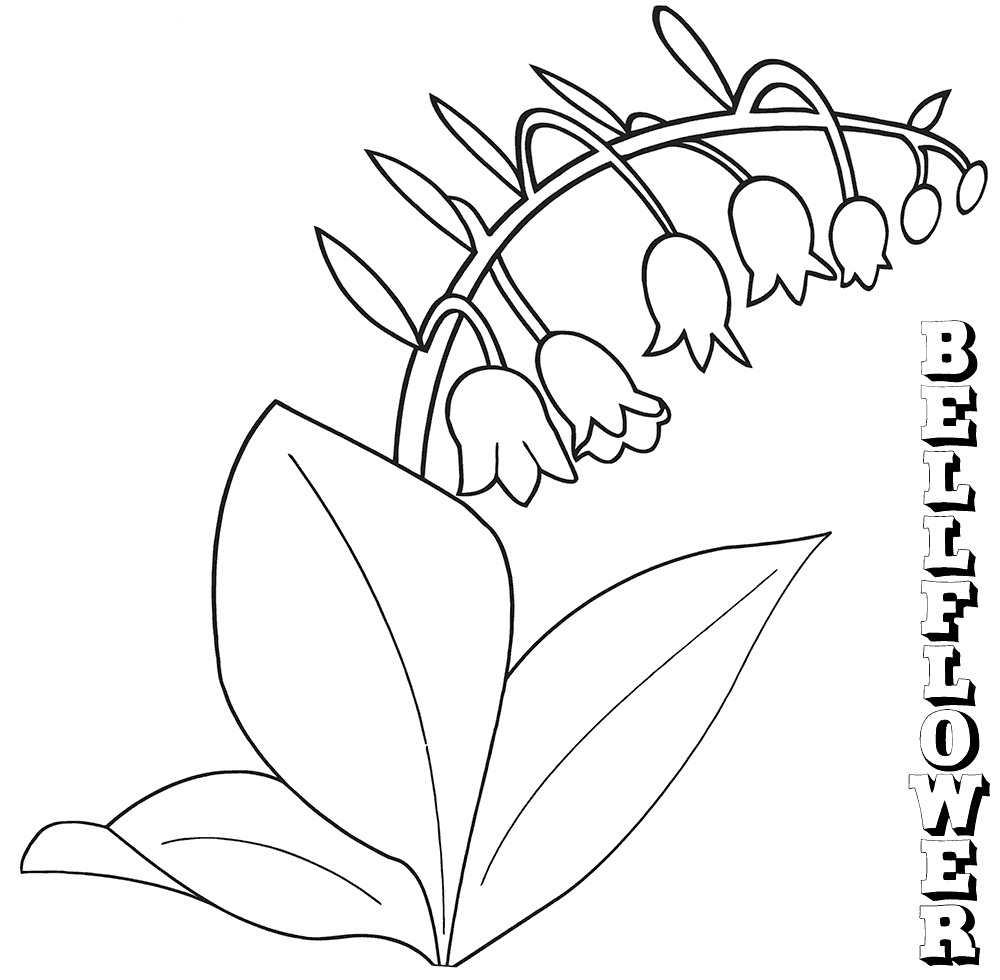 Desenho de Flores de Campânula Pdf para Imprimir e Colorir