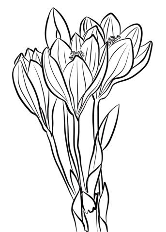 Desenhos de Crocus para Colorir