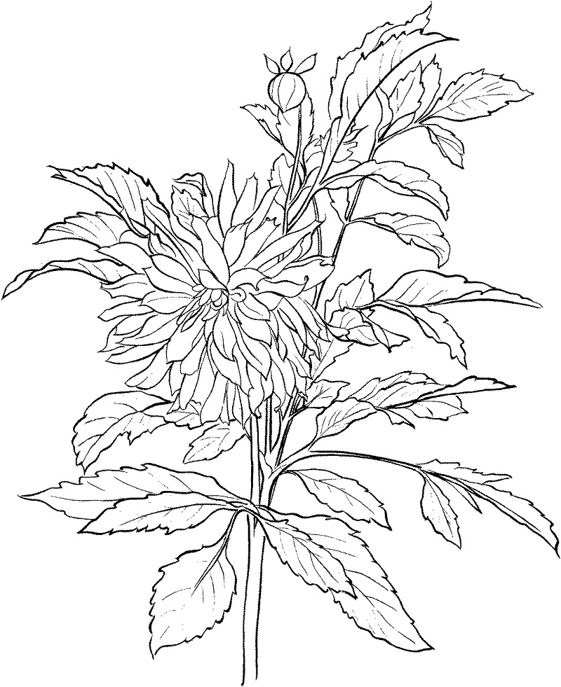 Desenho de Flor Dália Bonita para Colorir Pdf