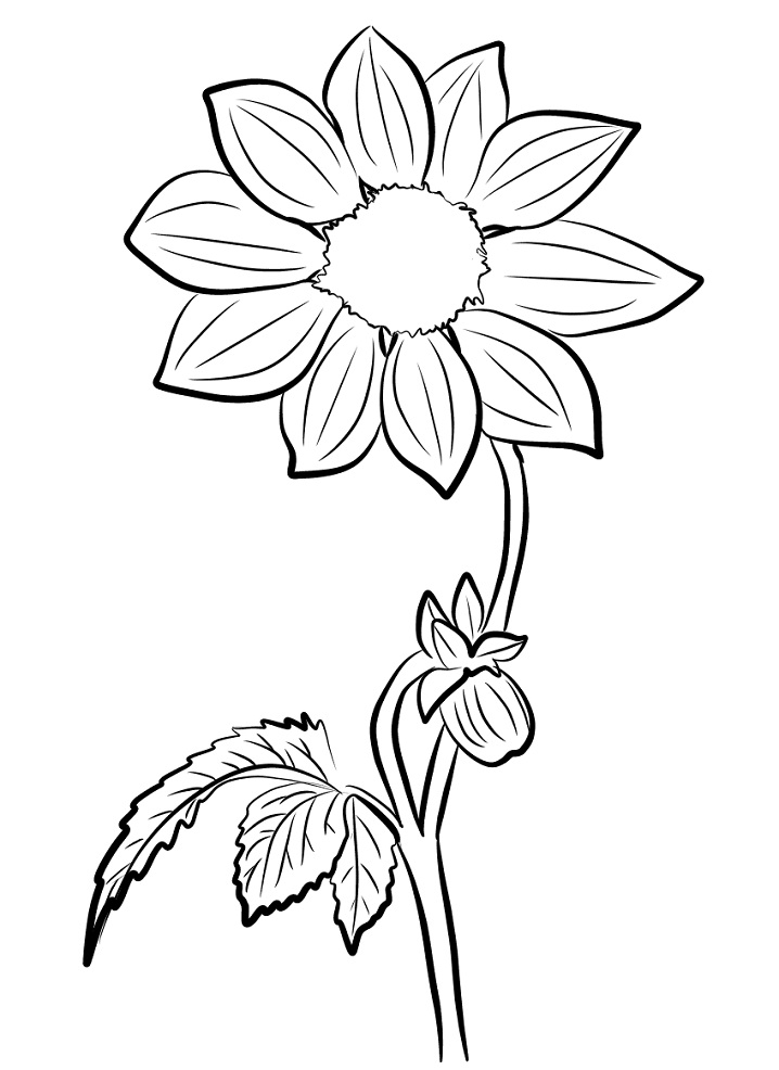 Desenho de Flor Dália Colorida para Colorir Pdf