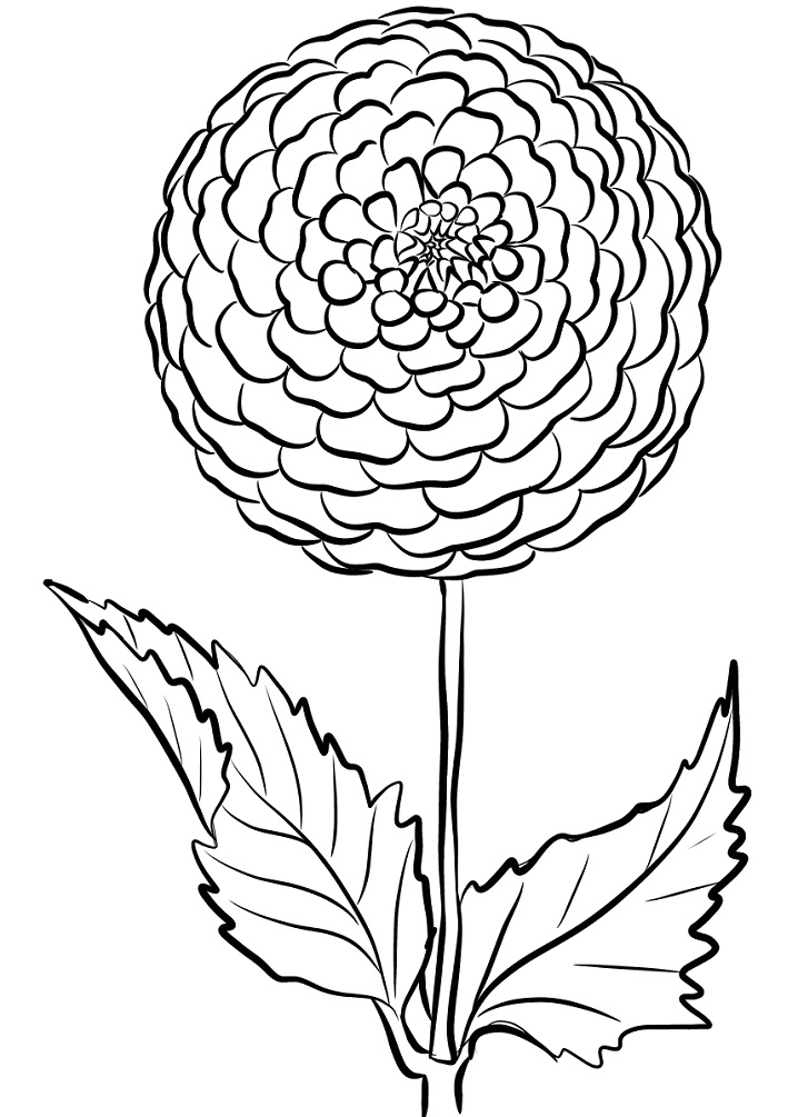 Desenho de Flor Dália com Folhas para Colorir