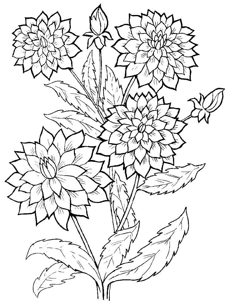 Desenho de Flor Dália Detalhada para Colorir