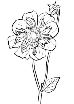 Desenho de Flor dália Fofa para Colorir Pdf