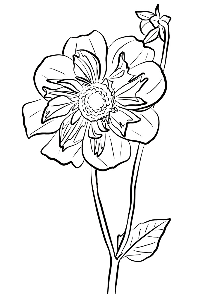 Desenho de Flor Dália Fofa para Colorir Pdf