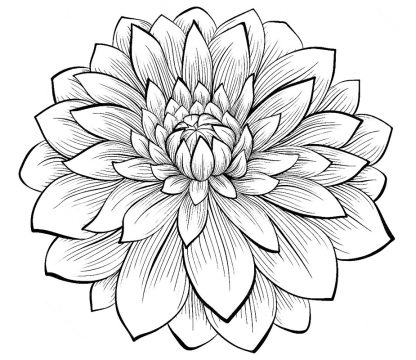 Desenho de Flor dália Imprimível Download