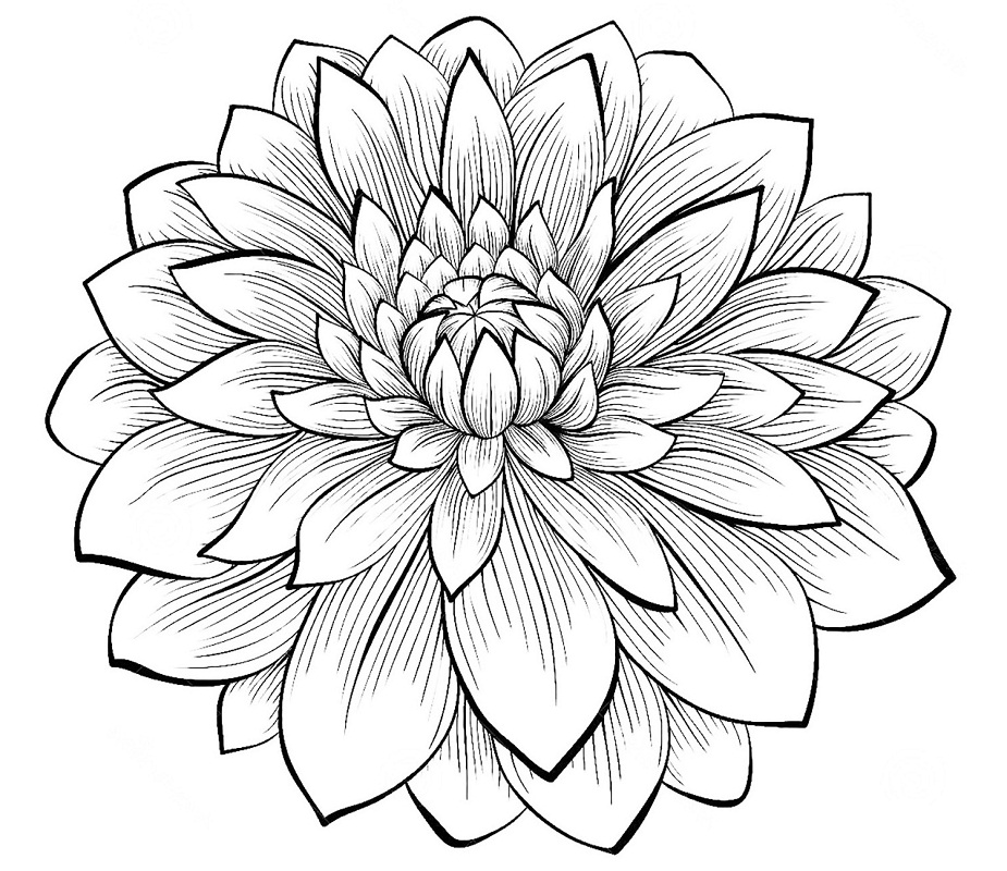 Desenho de Flor Dália Imprimivel Download
