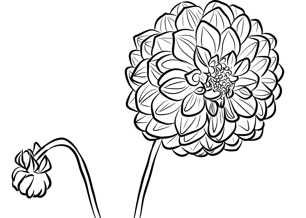 Desenho de Flor Dália no Jardim para Imprimir