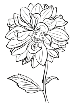 Desenho de Flor dália para Colorir Pdf