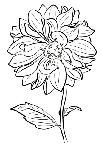 Desenho de Flor Dália para Colorir Pdf