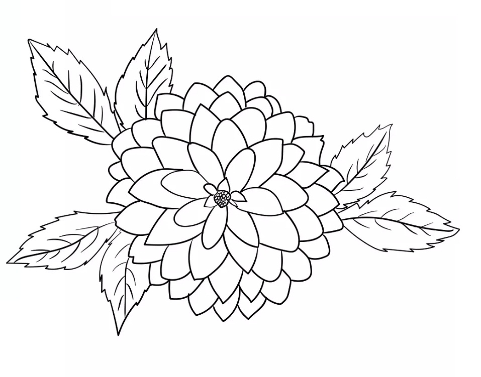 Desenho de Flor Dália para Imprimir Lápis de Cor