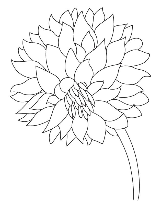 Desenho de Flor Dália Pequena para Imprimir Lápis de Cor