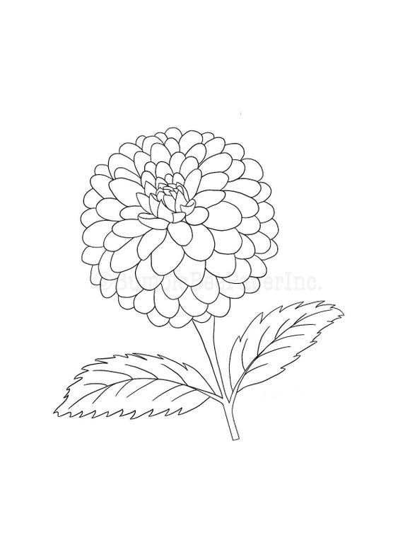 Desenho de Flor Dália Simples para Imprimir Lápis de Cor