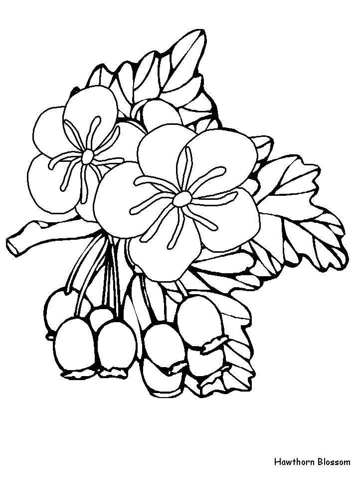 Desenhos de Espinheiro para Colorir
