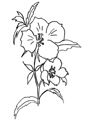 Desenho de Godetia para Colorir em Pdf