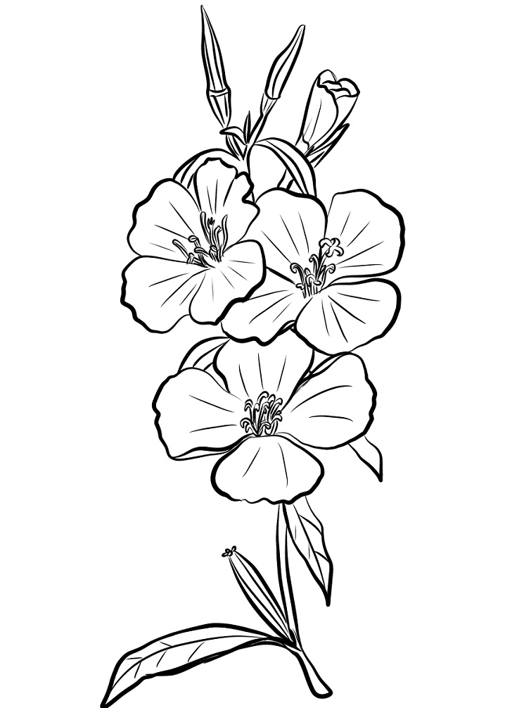 Desenho Imprimivel de Flor Godetia para Colorir
