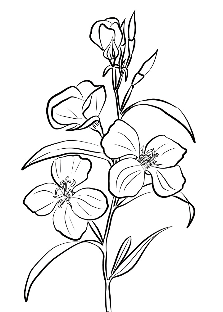 Desenhos de Godetia para Colorir
