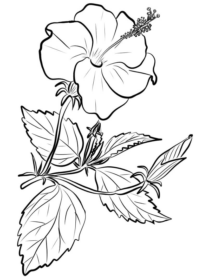 Desenho de Hibisco Bonito para Colorir