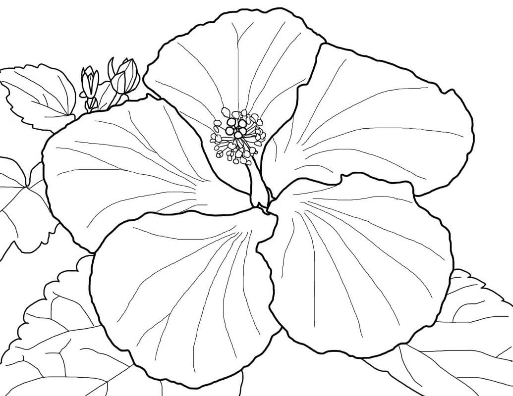 Desenho de Hibisco com Abelha para Colorir