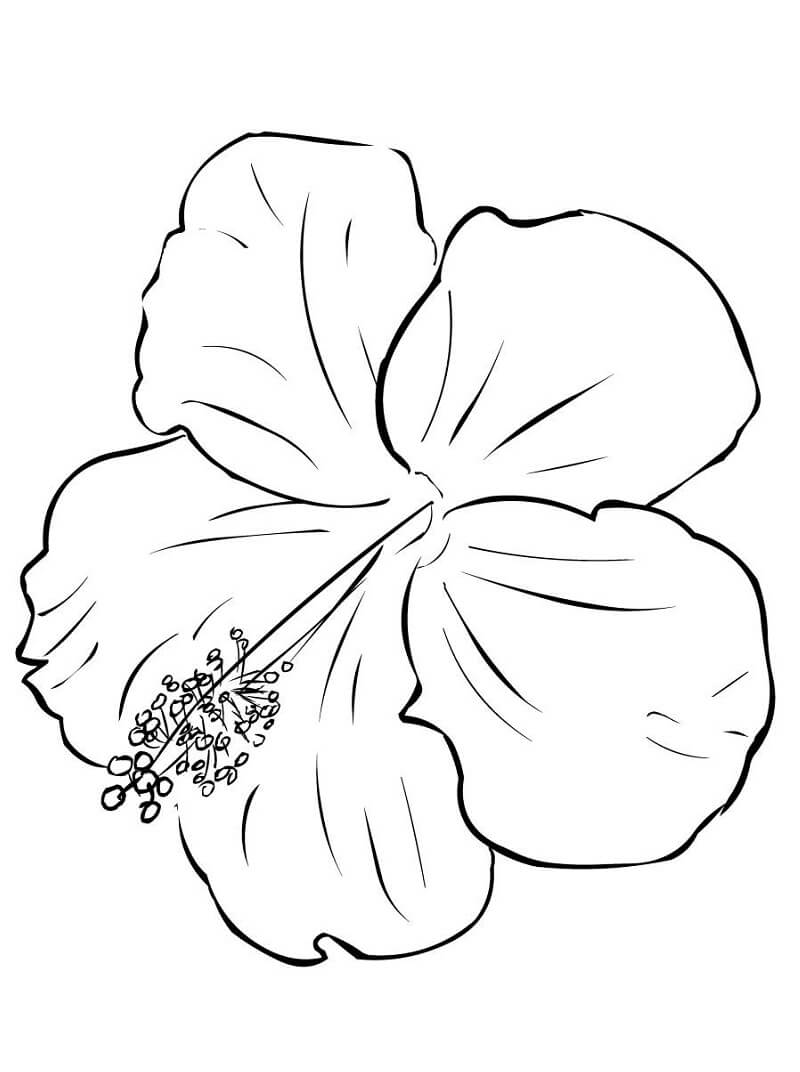 Desenho de Hibisco com Borboleta para Colorir