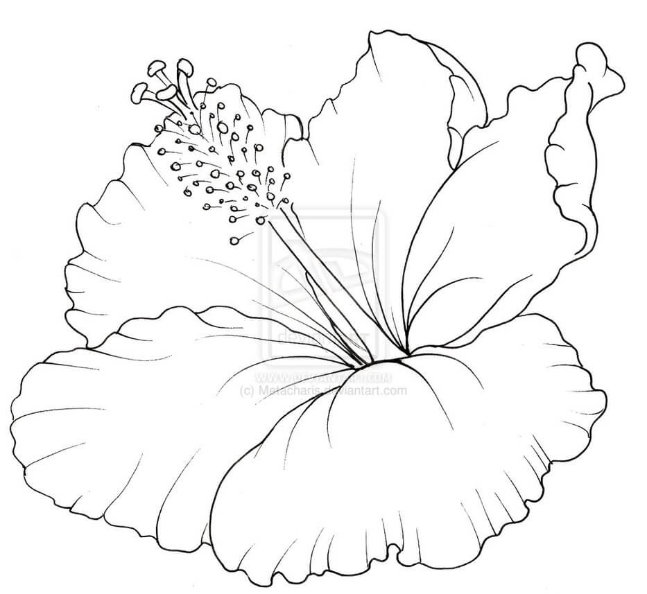 Desenho de Hibisco em Vaso para Colorir