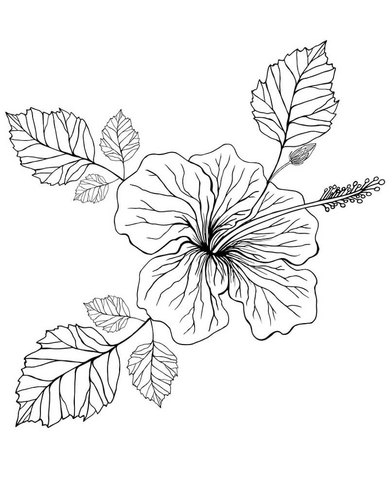 Desenho de Hibisco Grátis para Colorir