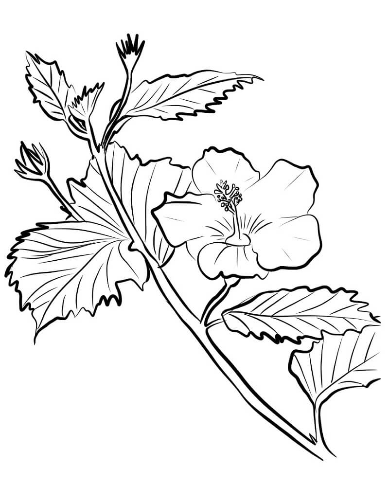 Desenho de Hibisco Imprimivel Download