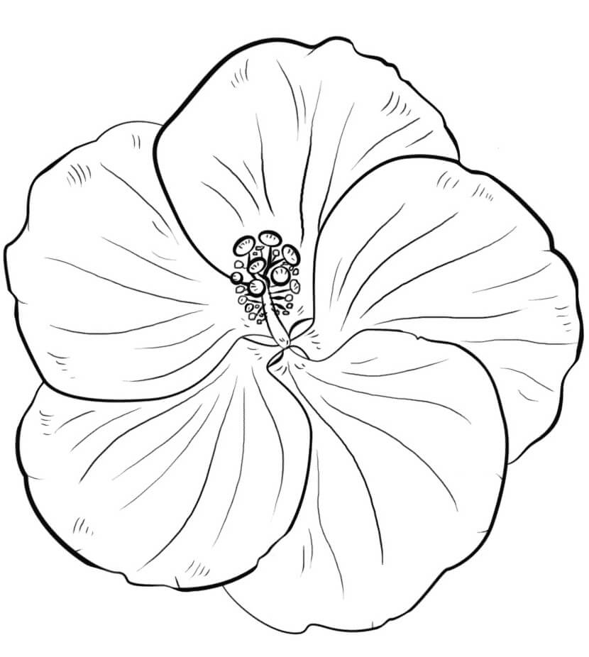Desenho de Hibisco Infantil para Colorir