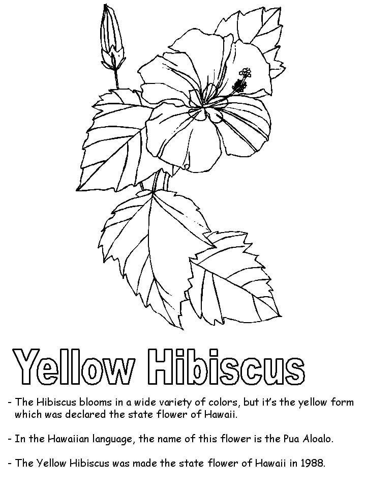 Desenho de Hibisco Kawaii para Colorir
