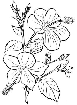 Desenho de Hibisco no Jardim para Colorir
