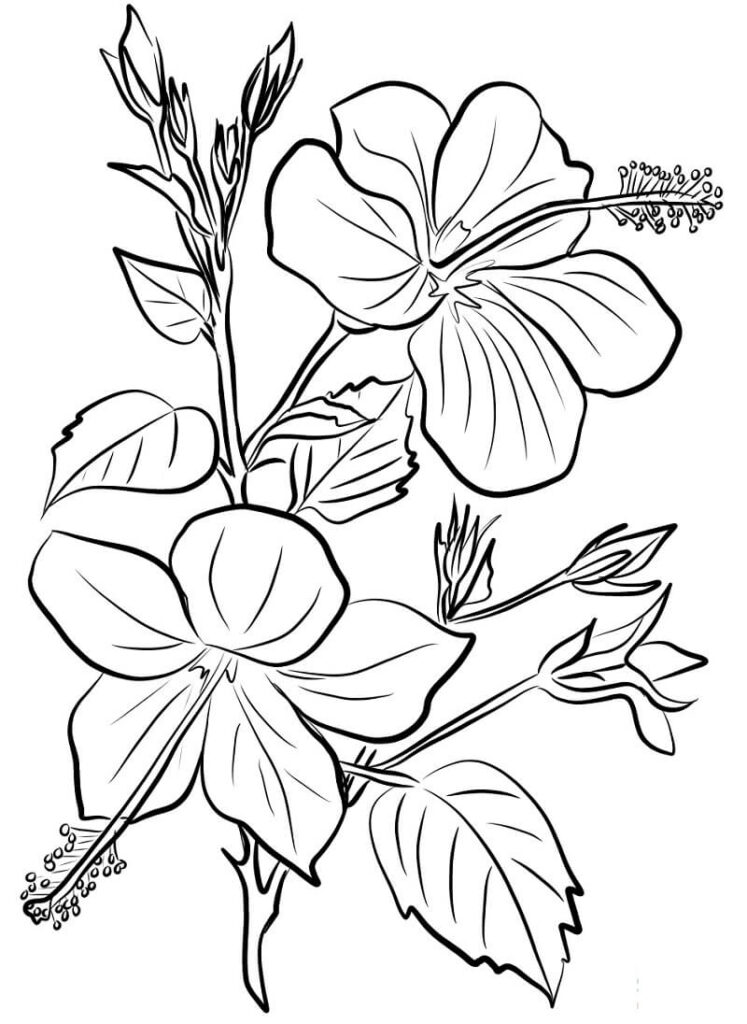 Desenho de Hibisco no Jardim para Colorir