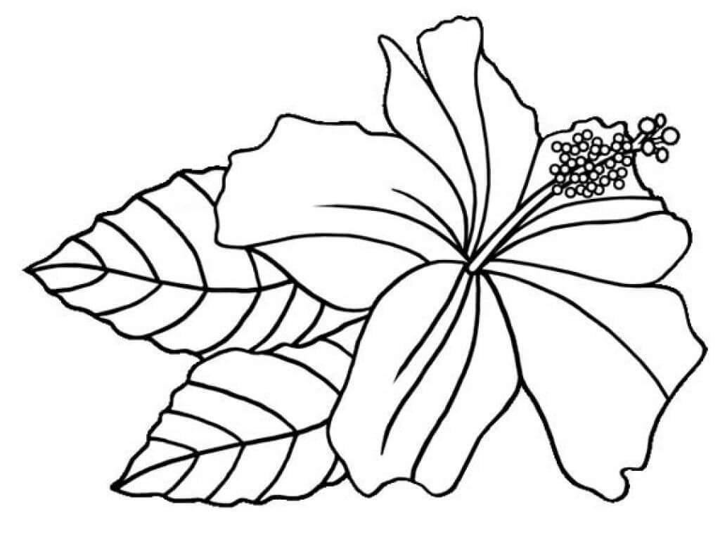 Desenho de Hibisco para Colorir Pdf