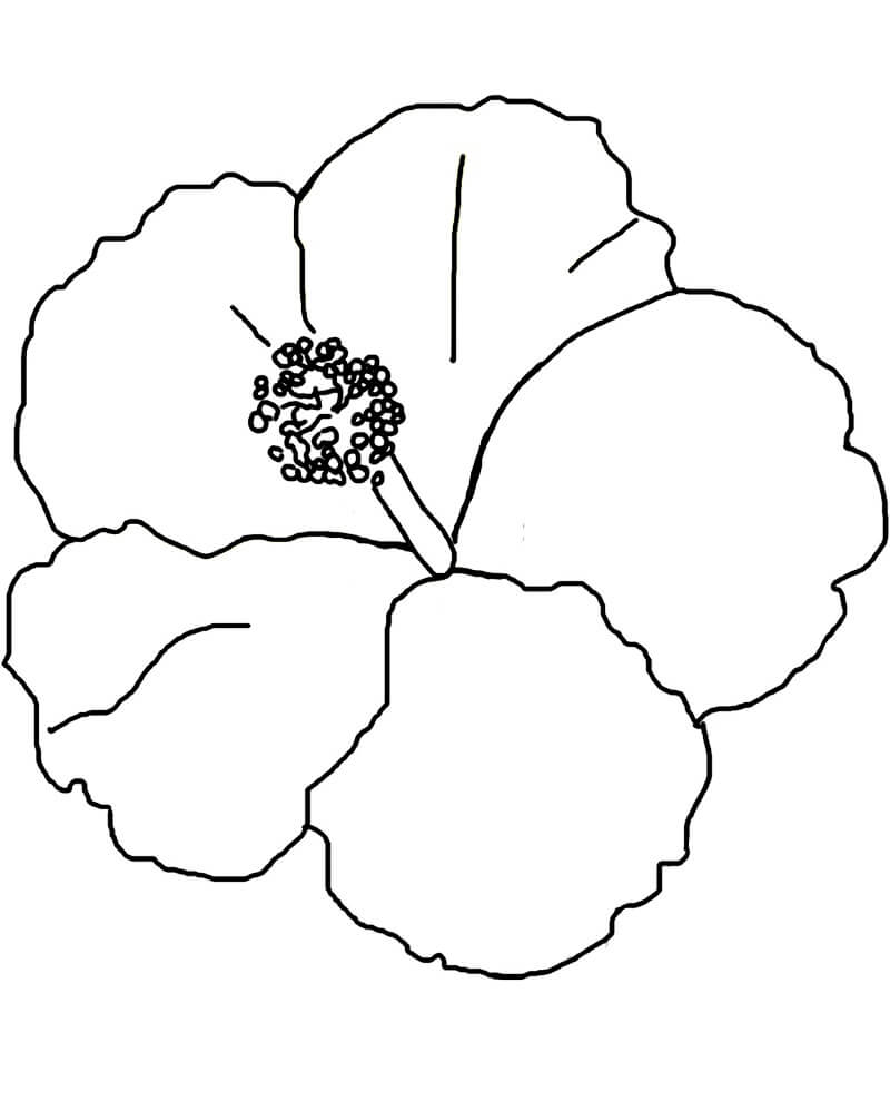 Desenho de Hibisco para Imprimir Lápis de Cor