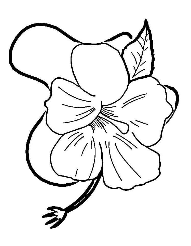 Desenho de Hibisco Simples para Colorir