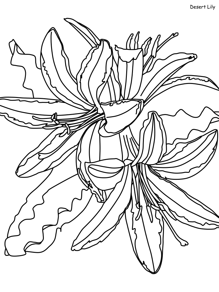 Desenho Imprimivel de Flor Lírio do Deserto para Colorir
