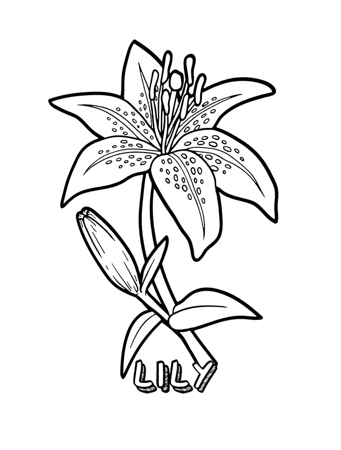 Desenho de Flor Lírio para Colorir Baixar