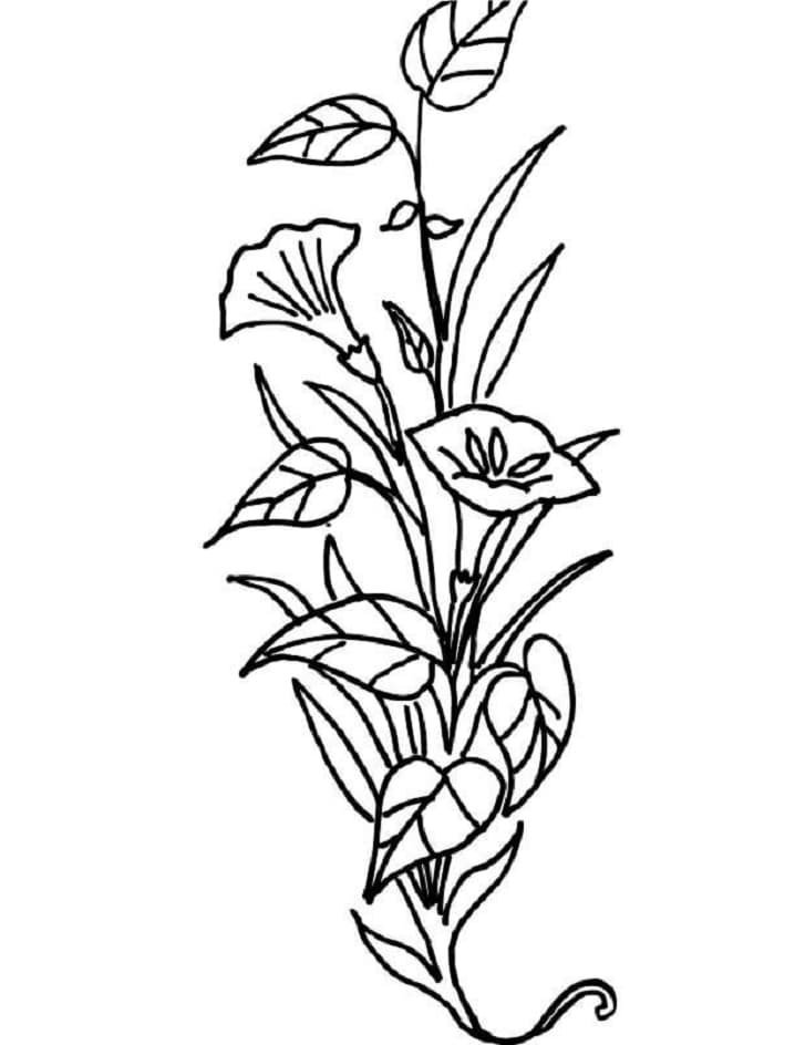 Desenho de Flor Lírio para Colorir Download