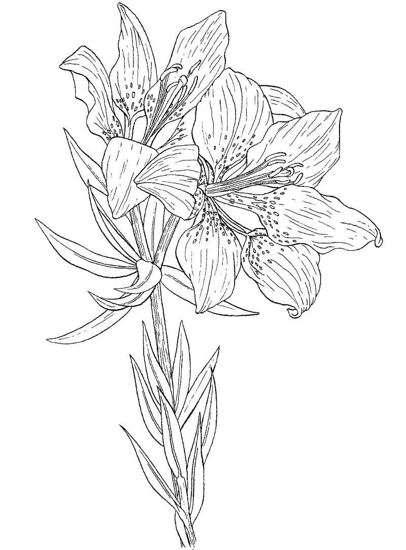 Desenho de Flor Lírio para Colorir Giz de Cera