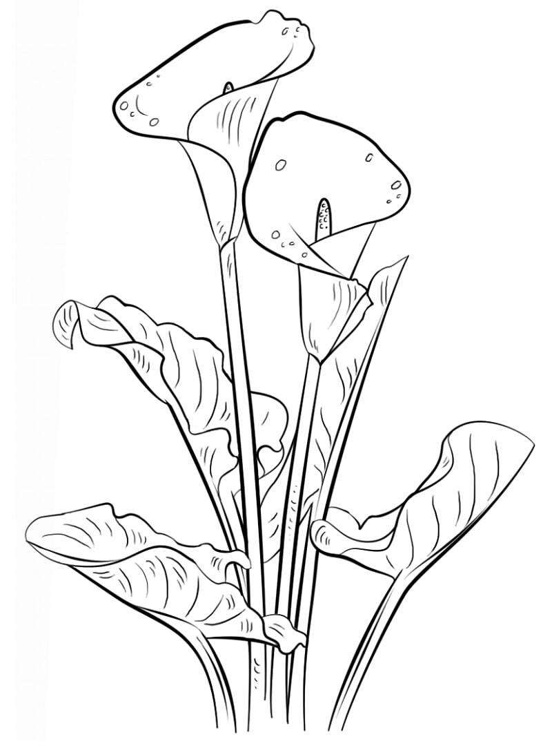 Desenho de Flor Lírio para Colorir Pdf