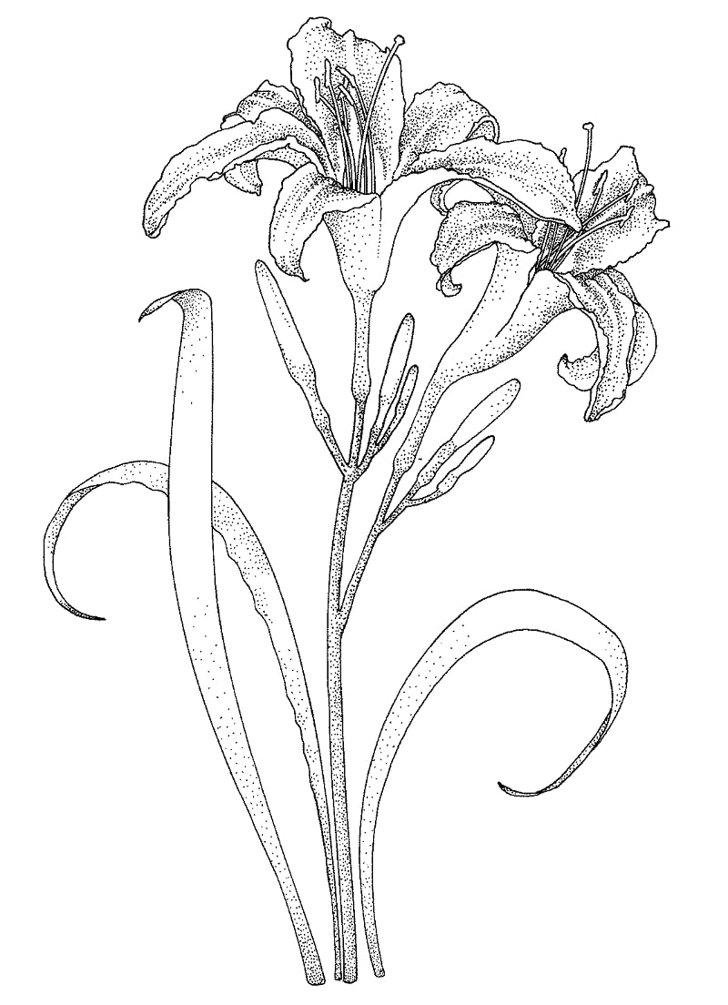 Desenho de Flor Lírio para Imprimir Grátis