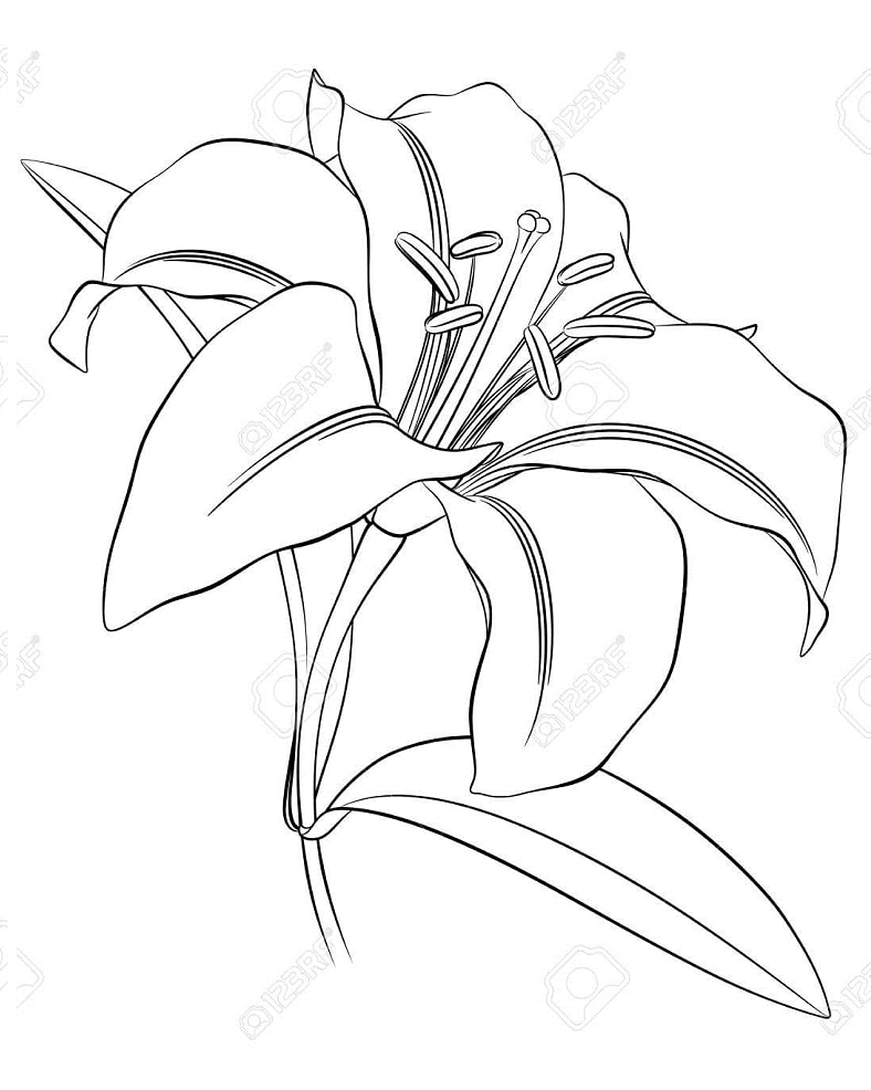 Desenho de Lírio para Colorir Baixar