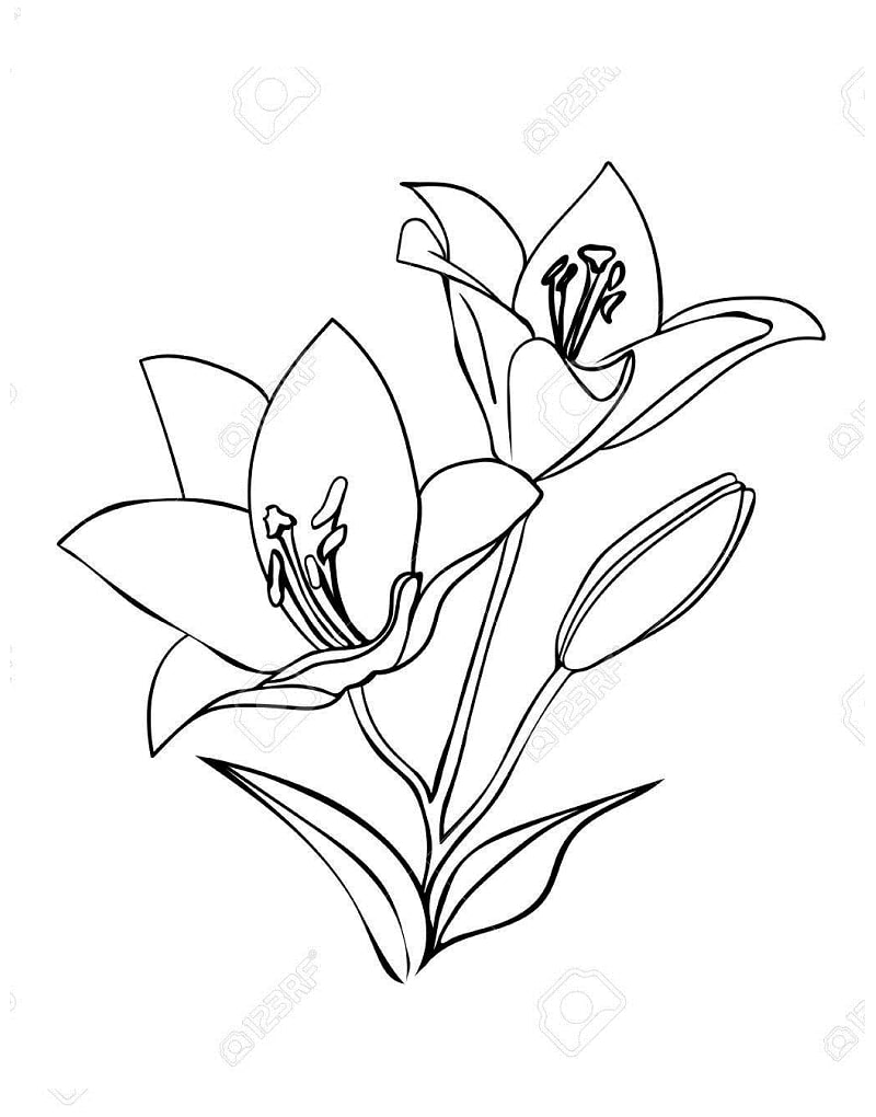 Desenho de Lírio para Colorir Download