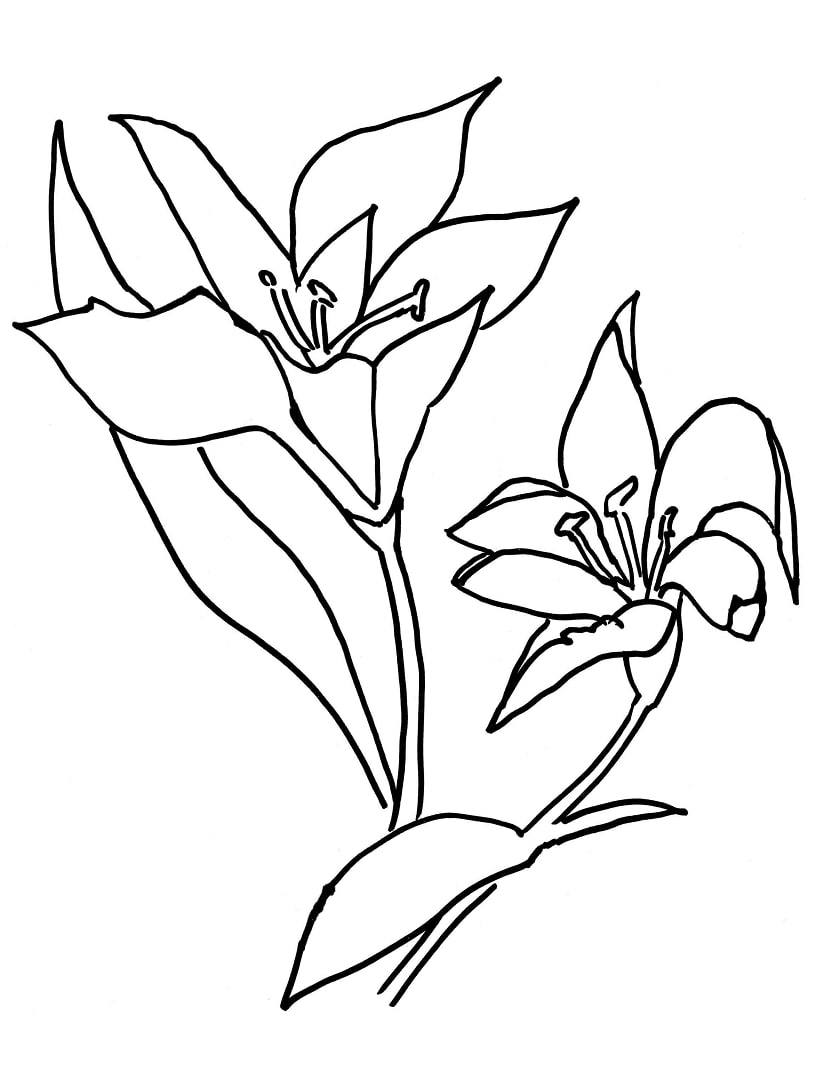 Desenho de Lírio para Colorir e Pintar