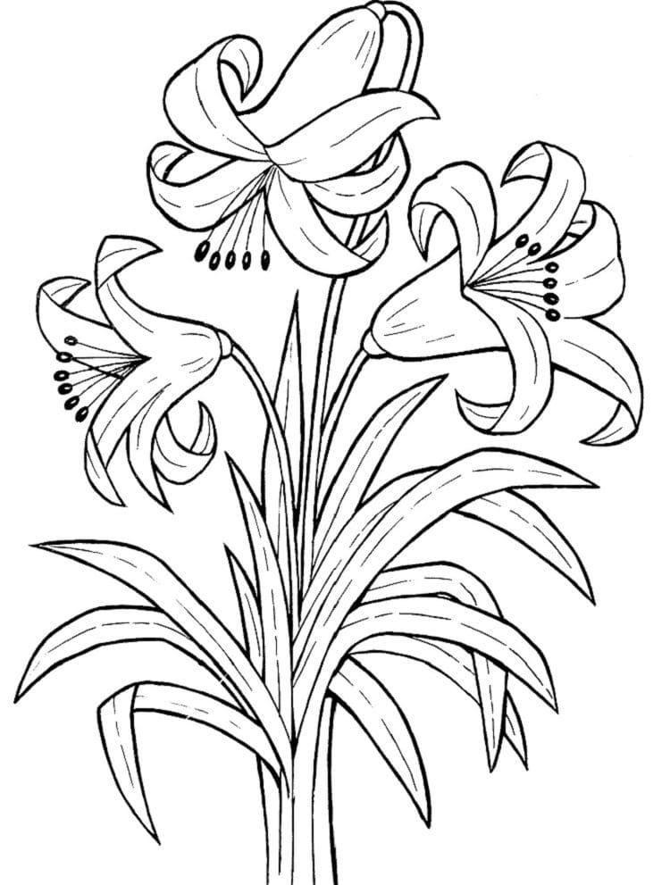 Desenho de Lírio para Colorir Giz de Cera