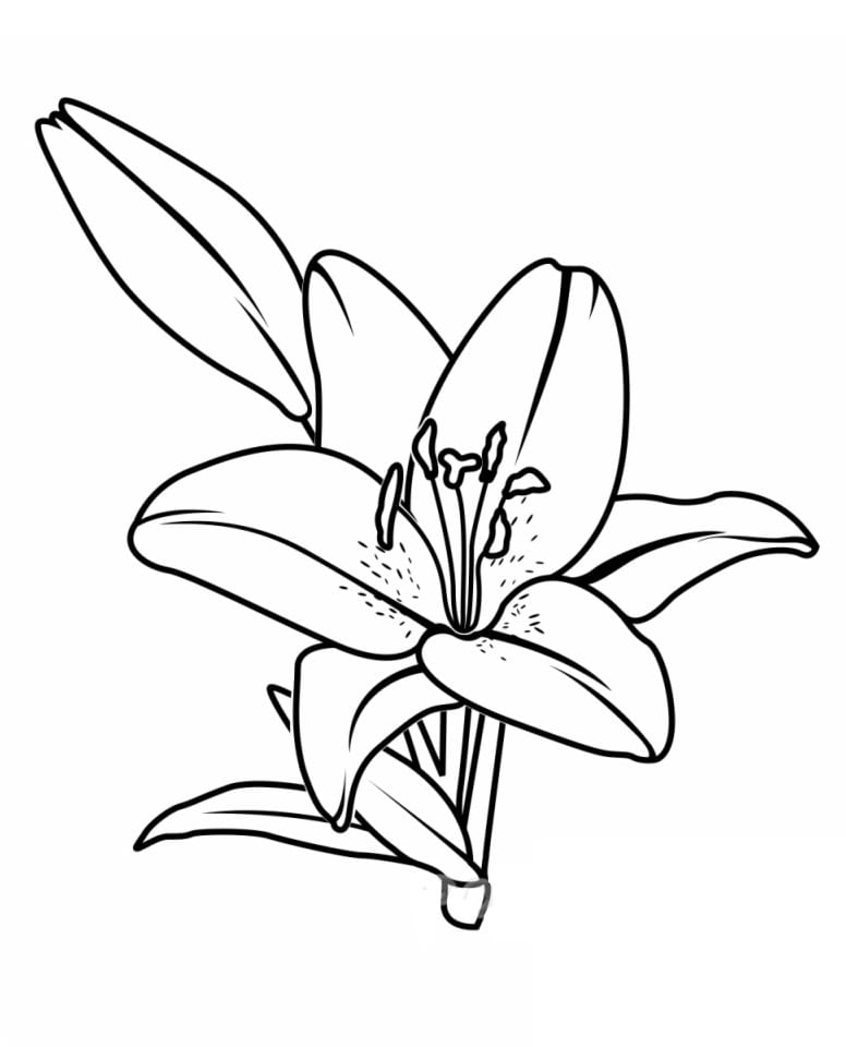 Desenho de Lírio para Colorir Lápis de Cor