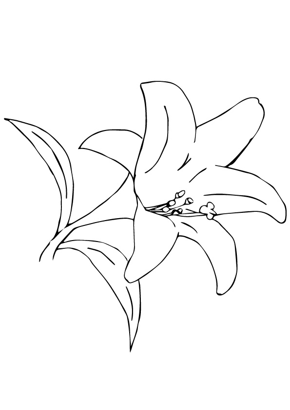 Desenho de Lírio para Colorir Pdf